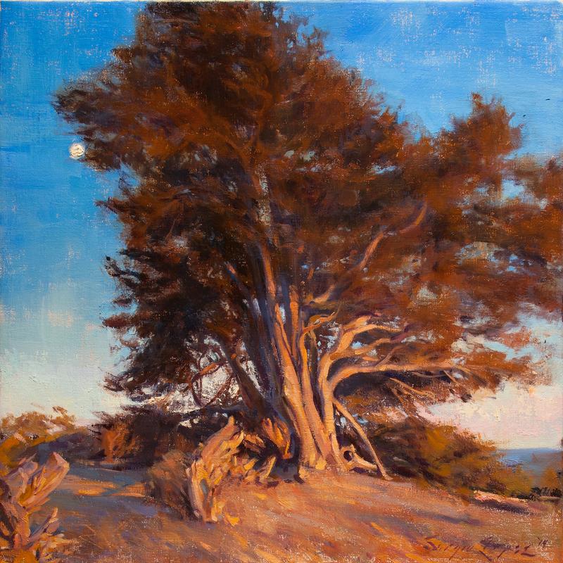 Sunset Cypress